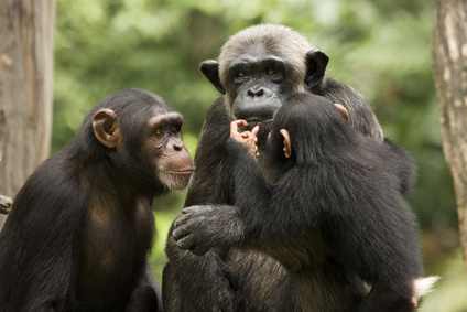 Schimpansen sind unsere nächsten Verwandten im Tierreich.