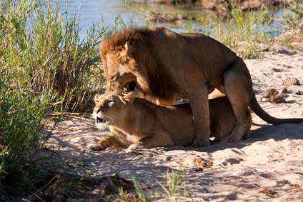 Kopulierende Löwen