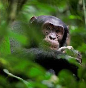 Lauernder Schimpanse